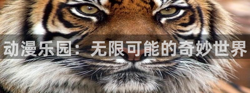风车动漫在线观看手机